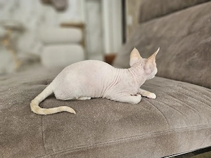 Devon Rex Kitten Abholbereit nur noch zwei Kitten  Bild 5