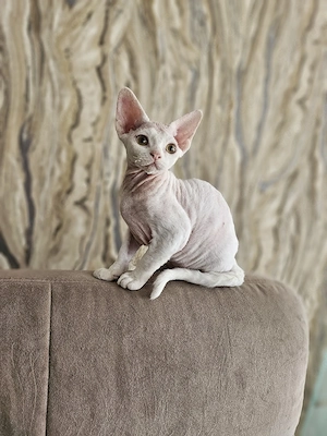Devon Rex Kitten Abholbereit nur noch zwei Kitten  Bild 6