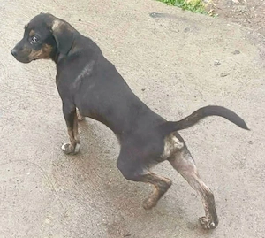 Ajaan hat das große Los gezogen und darf auf Plegestelle nach Preußisch Oldendorf reisen Bild 2