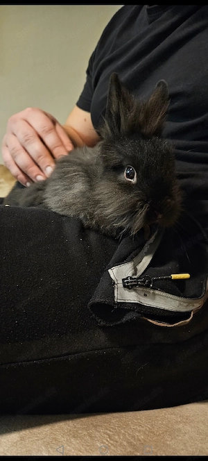 Kanninchen Löwenköpchen