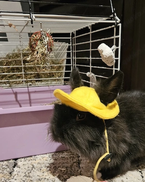 Kanninchen Löwenköpchen