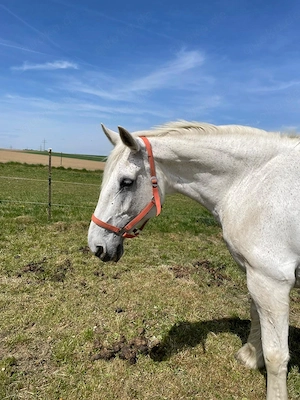 Reitbeteiligung zum Ausreiten zu vergeben 