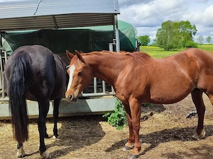 Therapiebegleitpferd Quarterhorse Stute