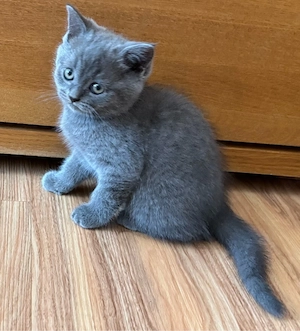 BKH Kitten