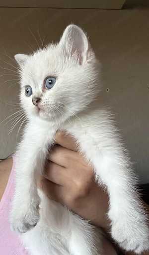 Britisch Kurzhaar (BKH) Kitten suchen ein liebevolles Zuhause 