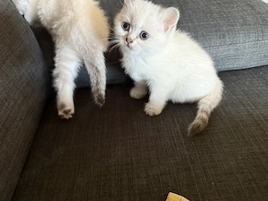 Britisch Kurzhaar (BKH) Kitten suchen ein liebevolles Zuhause 