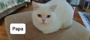 BKH Kitten mit blauen Augen  Bild 9