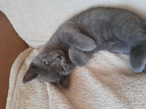Eine Mädchen Abgabenbereit! Kätzchen Mix Mama  Russisch Blau. Papa  BKH  
