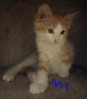  Zuckersüße Mainecoon Bkh Blh  Kitten suchen Dich
