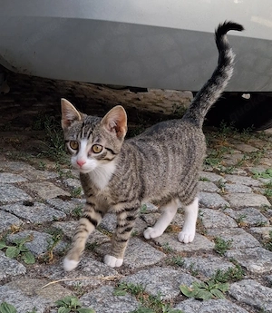 Babykatzen zu verkaufen 
