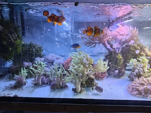 Meerwasseraquarium Auflösung