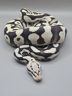 Königspython 1.0 Desert Ghost Pastel Super Harlequin 