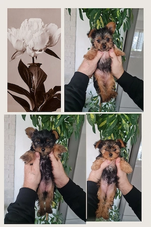 Yorkshire Terrier Welpen 