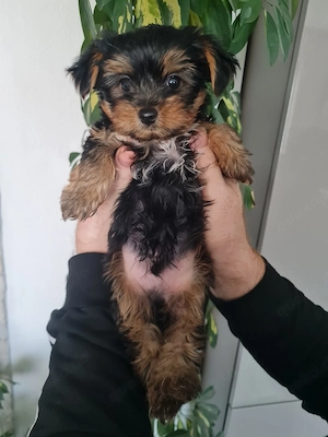 Yorkshire Terrier Welpen 