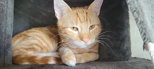 Familien Katzen suchen ihr Glück. 