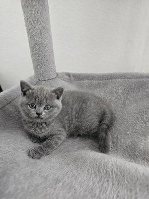 BKH kitten
