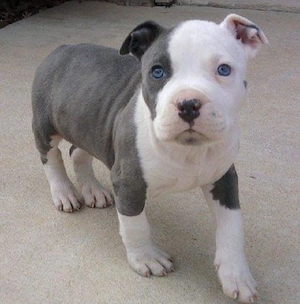Amerikanische Pitbull-Terrier-Welpen