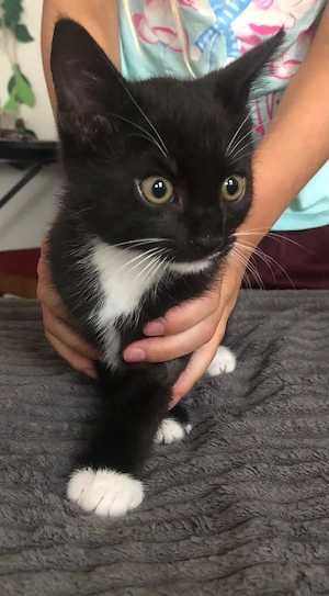 3 wunderschöne Katzenkinder 