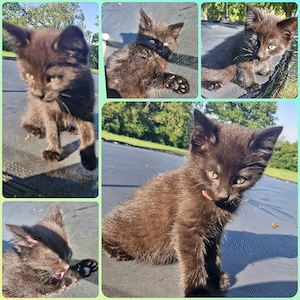 Katerchen "Dark"