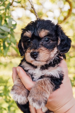 Morkypoo Mix Welpen suchen ihre Familie