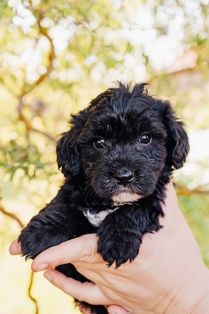 Morkypoo Mix Welpen suchen ihre Familie