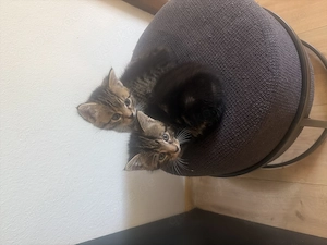 Zuckersüße Kitten abzugeben 12 Wochen 