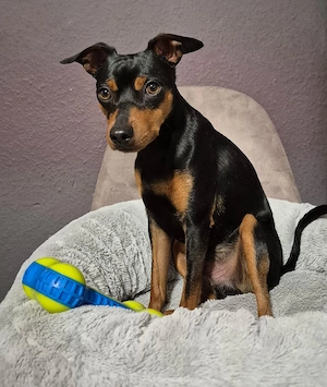 Rehpinscher 