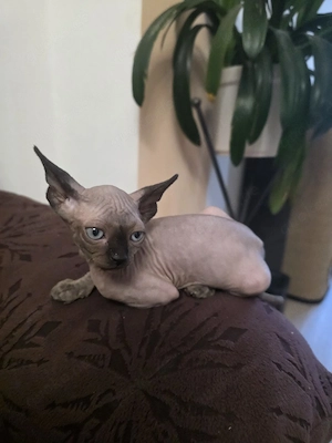 KanadischeSphynx-Kitten 