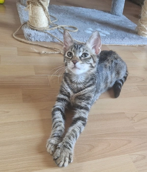Katzenkind Sheba, 4 Monate