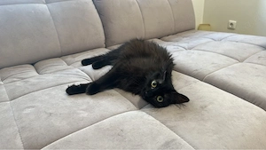 weibliche katze dringend neues zuhuse gesucht 