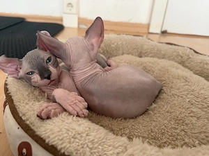  2 Sphynx Elf Kitten 