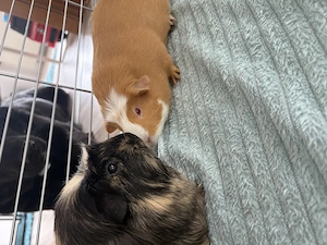 Meerschweinchen Paar sucht neues Zuhause 
