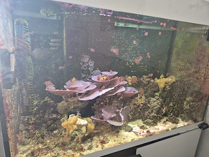 Verkaufe Tausche Meerwasseraquarium 