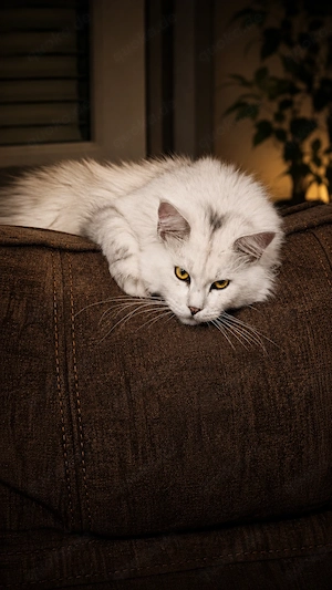 Wunderschöner Maine Coon Kater mit Stammbaum sucht ein liebevolles Zuhause