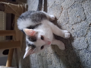 Männlein sucht neues zuhause 