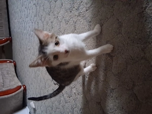 2 Süße Kater zu vermitteln.