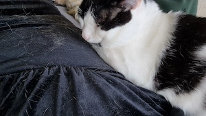 Hauskatze 