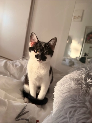 Europäischkurzhaar Kitten 