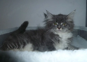 Maine Coon Kitten weiblich