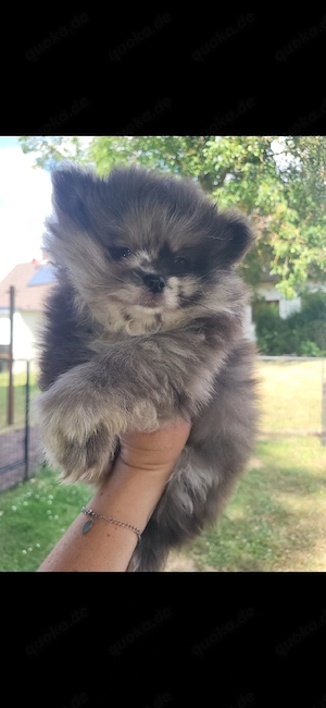 Pomeranian Zwergspitz Pomchi Chihuahua Welpen 