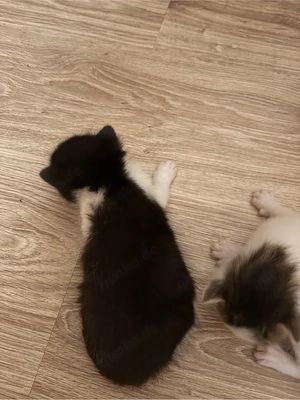 Katzenbaby