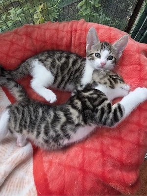 Bengal mix kitten 