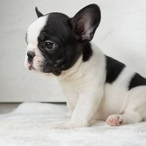 Französische Bulldoggenwelpen 