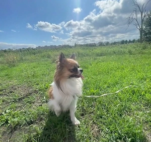 Chihuahua Rüde 
