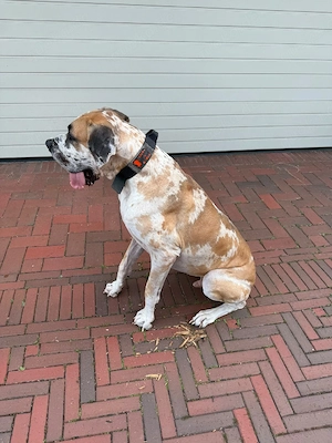 Deutsche Dogge
