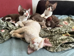 Unsere wunderschöne Devon Rex Kätzin in der seltenen Farbe Schoko-Weiß Bicolor