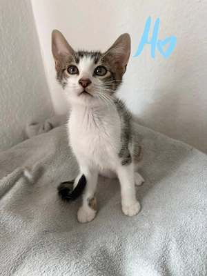 Babykatzen Kitten