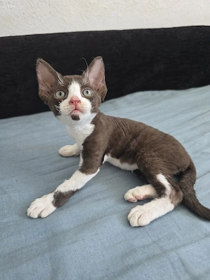 Unsere wunderschöne Devon Rex Kätzin in der seltenen Farbe Schoko-Weiß Bicolor