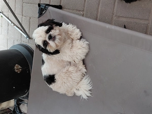Shih Tzu männlich