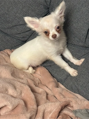 Chihuahua Welpe